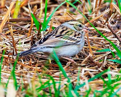 Chipping/Clay-colored Sparrow