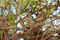 Clay-colored Sparrow