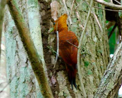 Chestnut-colored Woodpecker