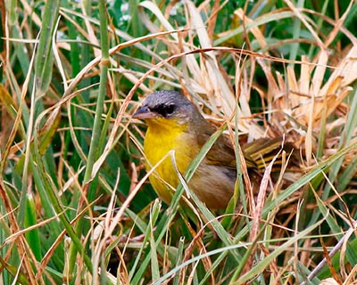 Gray-crowned Yellowthroat