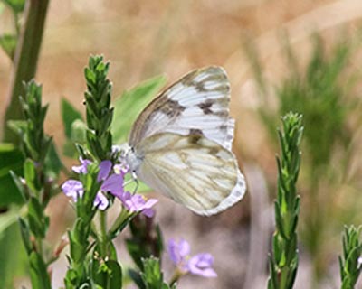 Checkered White