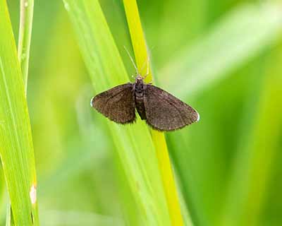 Chimney Sweeper