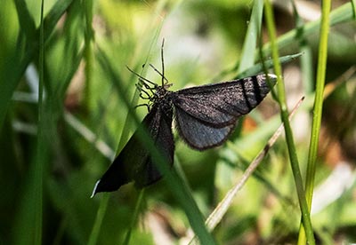 Chimney Sweeper