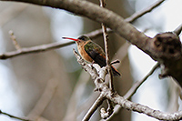 Cinnamon Hummingbird
