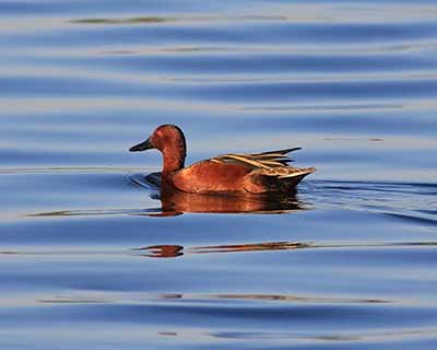 Cinnamon Teal