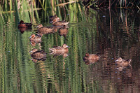Cinnamon Teal