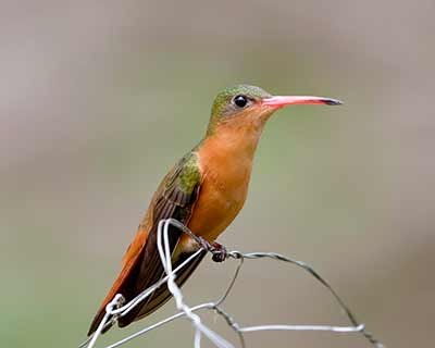 Cinnamon Hummingbird