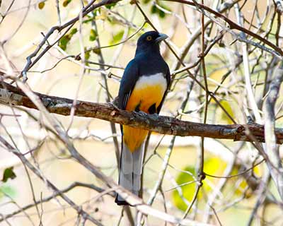 Citreoline Trogon