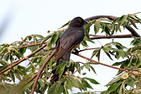 Citreoline Trogon