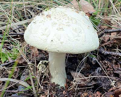 Citron Amanita