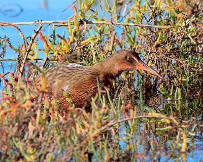 Ridgway's Rail