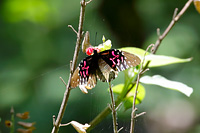 Cloud-forest Monarch