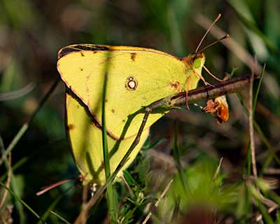 Clouded Yellow