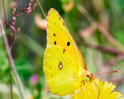 Clouded Yellow