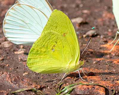 Cloudless Sulphur