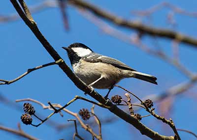 Coal Tit