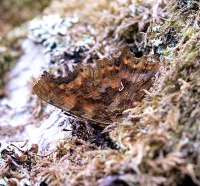 Comma Butterfly