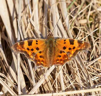 Comma Butterfly