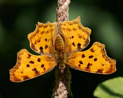 Comma Butterfly
