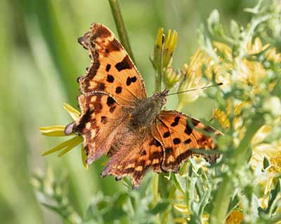 Comma Butterfly
