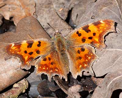 Comma Butterfly