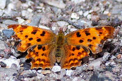 Comma Butterfly