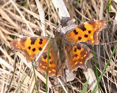 Comma Butterfly
