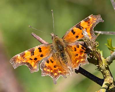 Comma Butterfly
