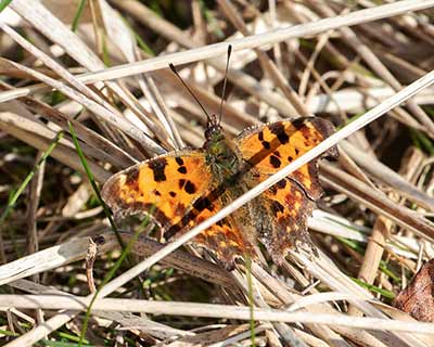 Comma Butterfly