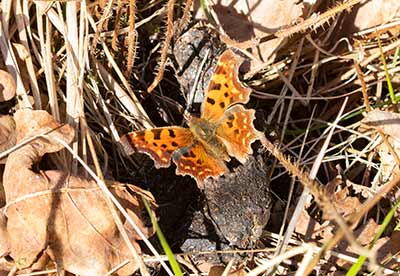 Comma Butterfly