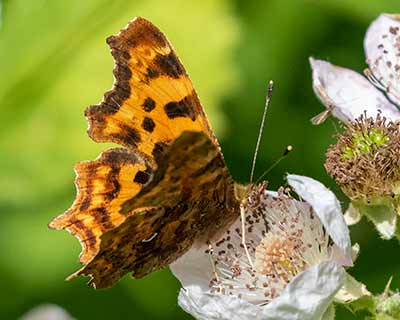 Comma Butterfly