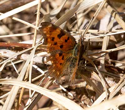 Comma Butterfly