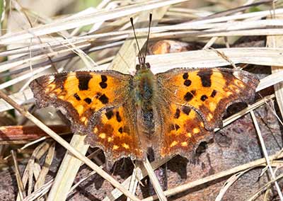 Comma Butterfly