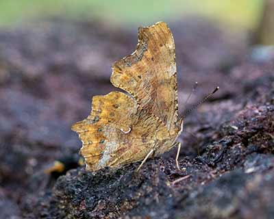 Comma Butterfly