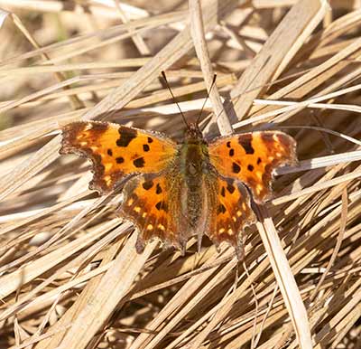 Comma Butterfly