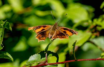 Comma Butterfly