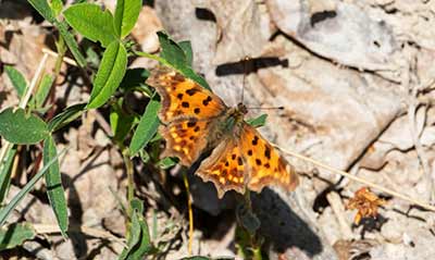 Comma Butterfly