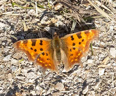 Comma Butterfly