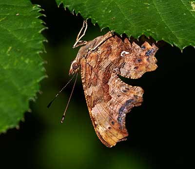 Comma Butterfly