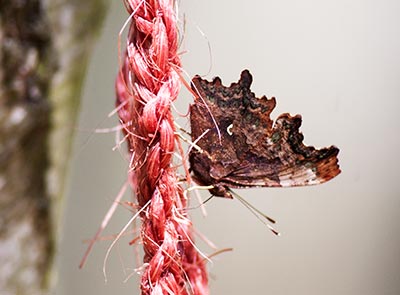 Comma Butterfly