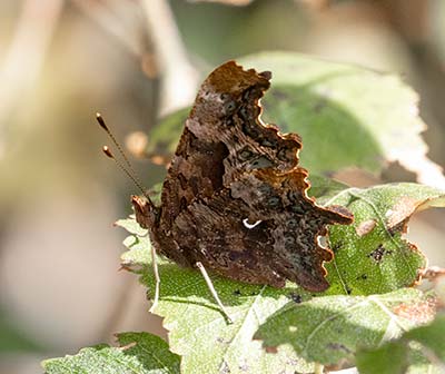 Comma Butterfly