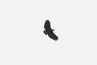 Common Black Hawk
