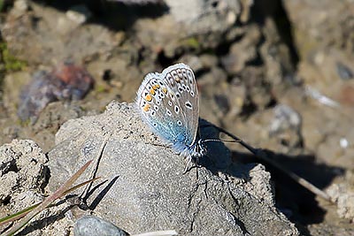 Common Blue