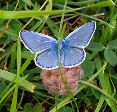 Common Blue