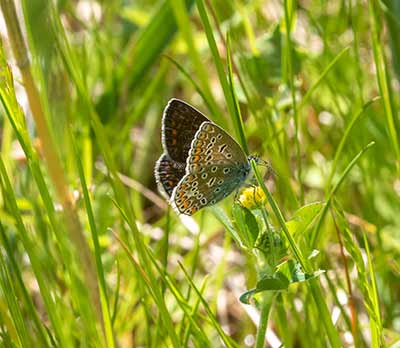 Common Blue