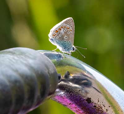 Common Blue