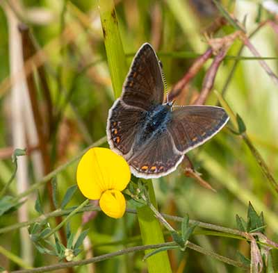 Common Blue