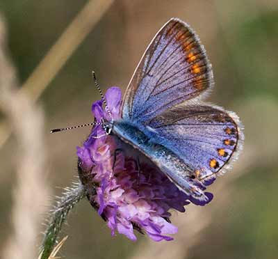 Common Blue