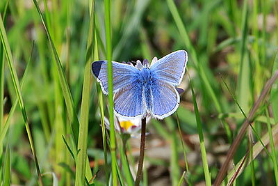 Common Blue