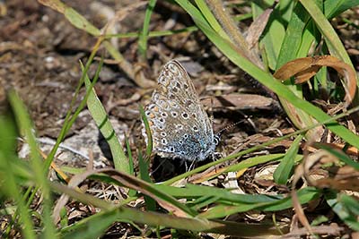 Common Blue